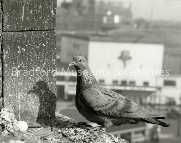 Bradford Pigeon